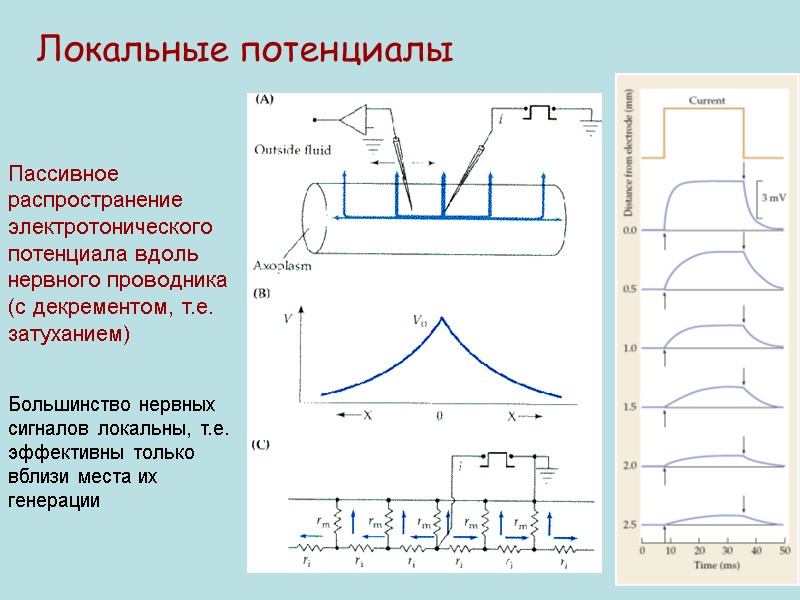Пассивное распространение электротонического потенциала вдоль нервного проводника       